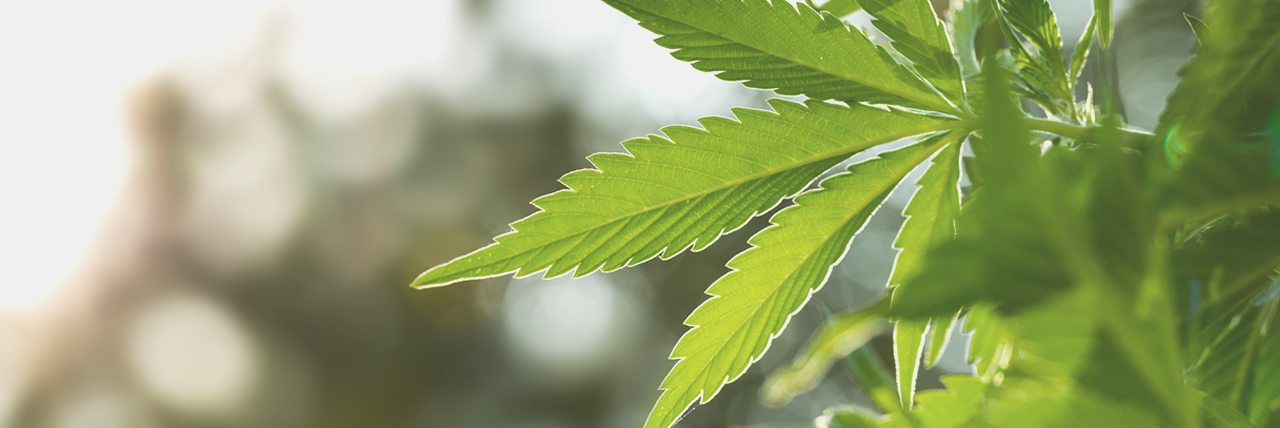 cannabis plant symtomax